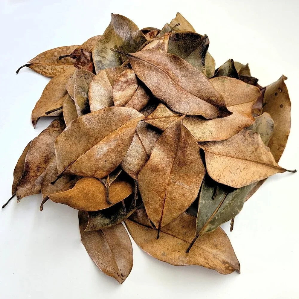 Magnolia Leaf Litter, 30-35 Premium Bioactive Enclosures, Reptiles, Amphibians